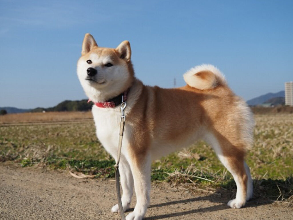 レコメンドウィジェット埋めない記事