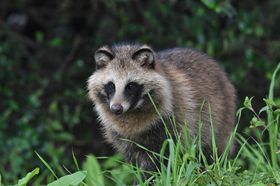 タヌキ